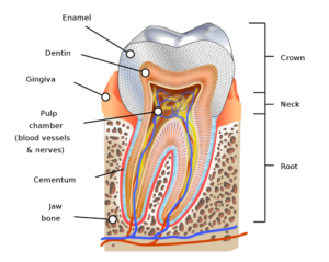 What is a Root Canal?