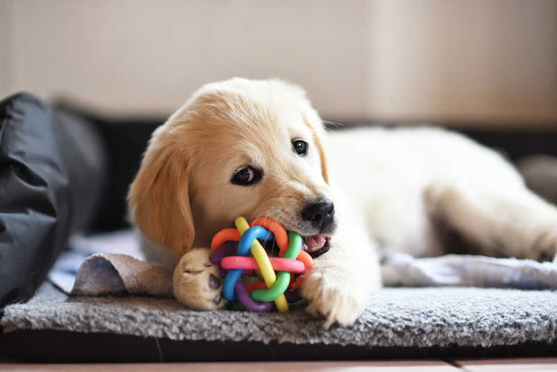 The Ultimate Guide to Choosing the Best Dog in Toy to Keep Your Pup Happy and Engaged